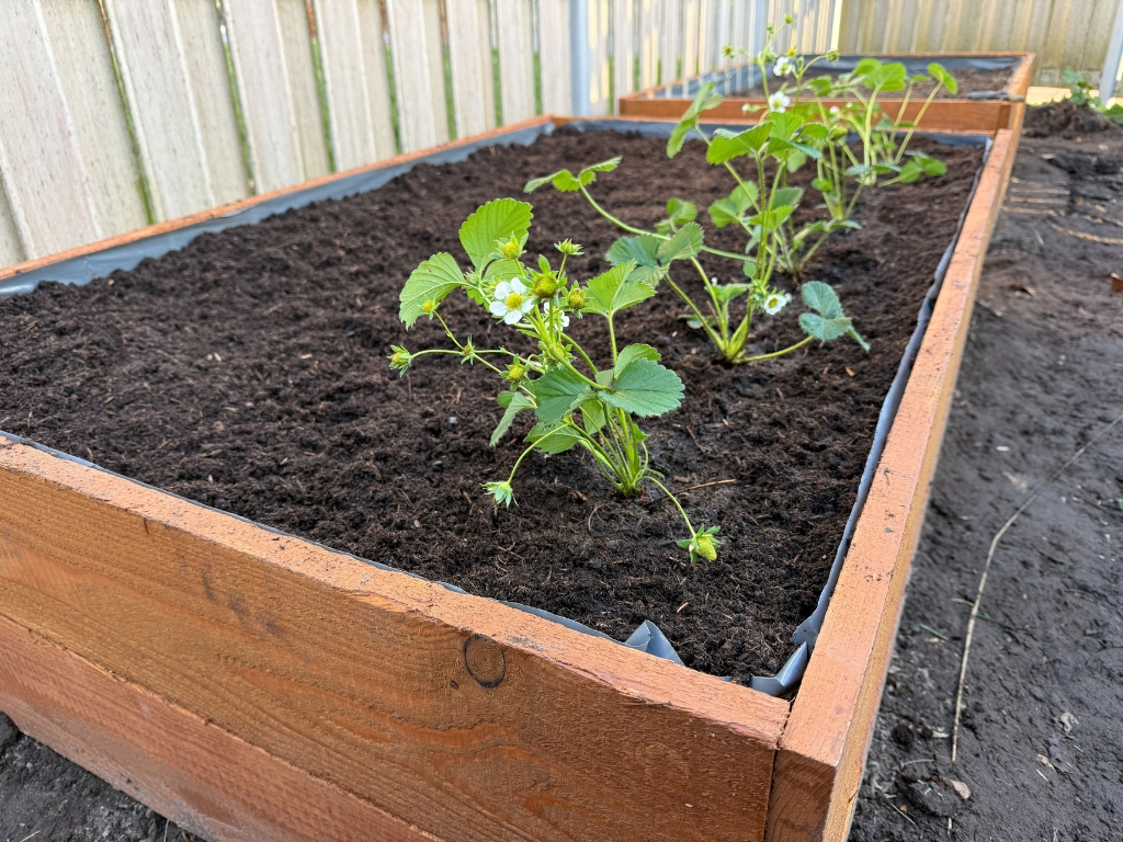 Nahaufnahme einer blühenden Erdbeerpflanze in der dunklen Erde eines mit grauer Folie ausgekleideten Hochbeets.