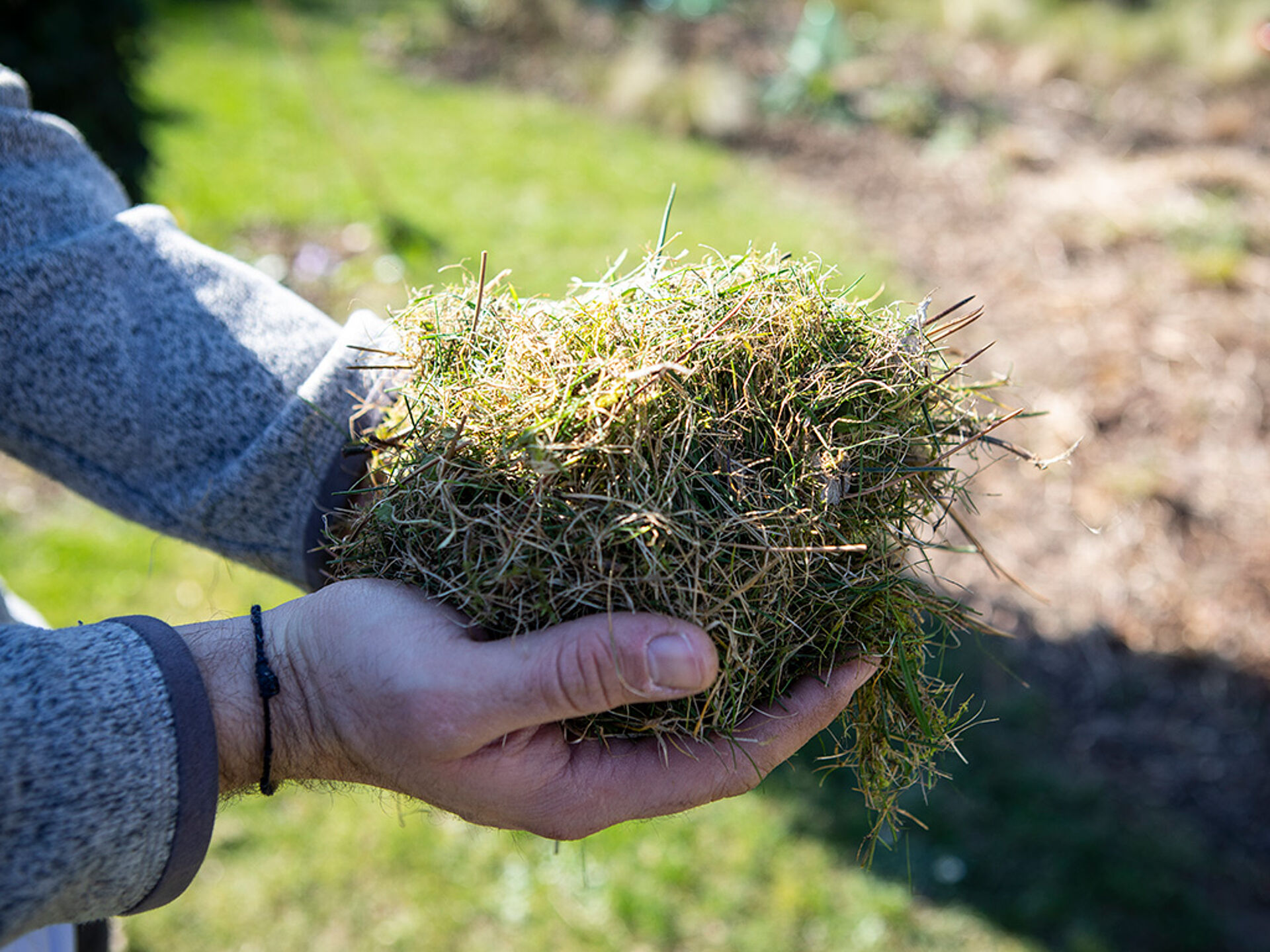 A man holding lawn debris in his hands after scarifying.