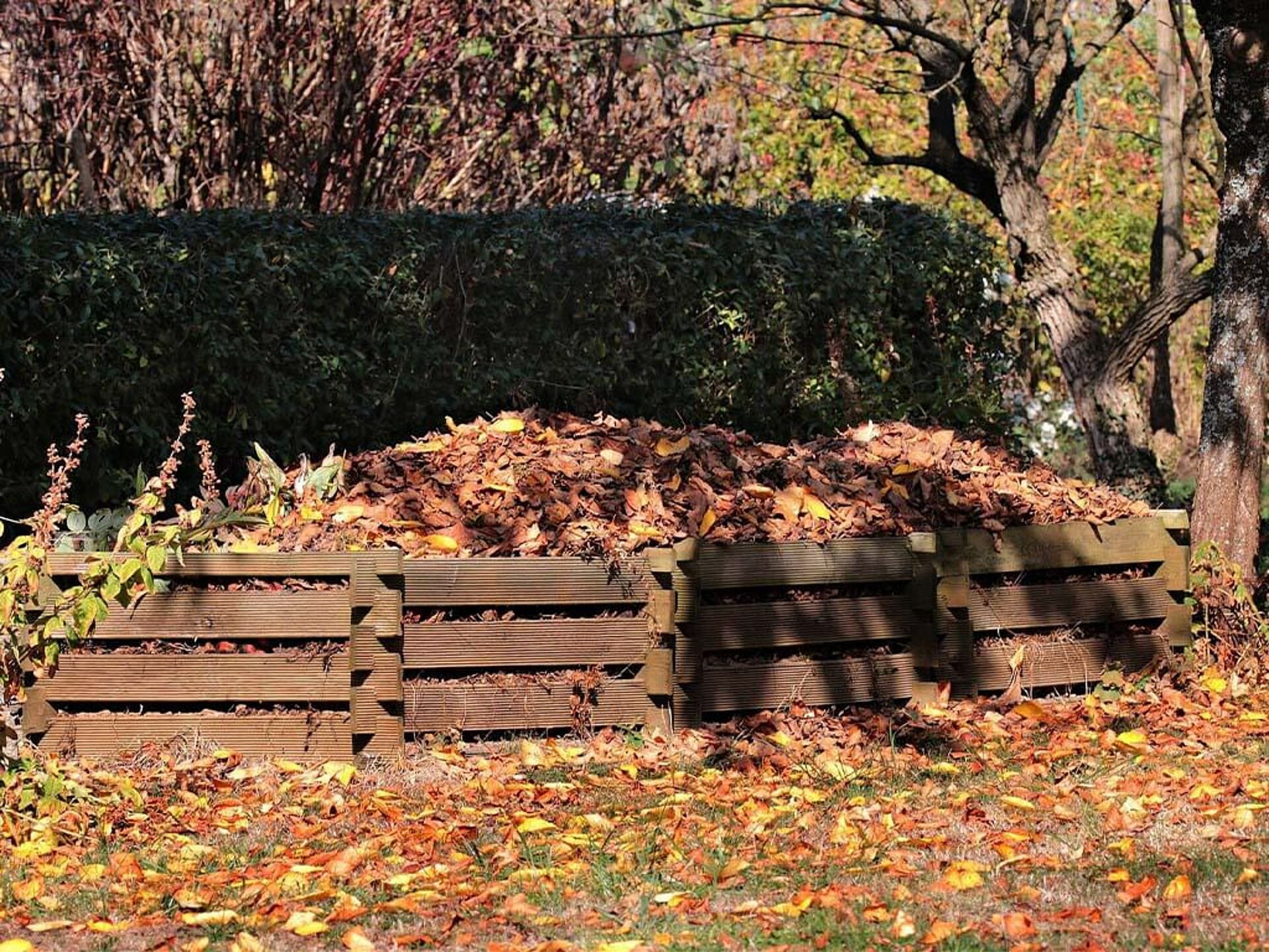 Bild von einem Laubhaufen vor einer Hecke.