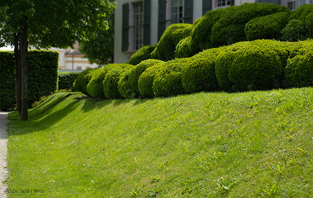 A well-maintained green area with a gentle slope, bordered by neatly trimmed bushes and trees, in front of a building with shutters.