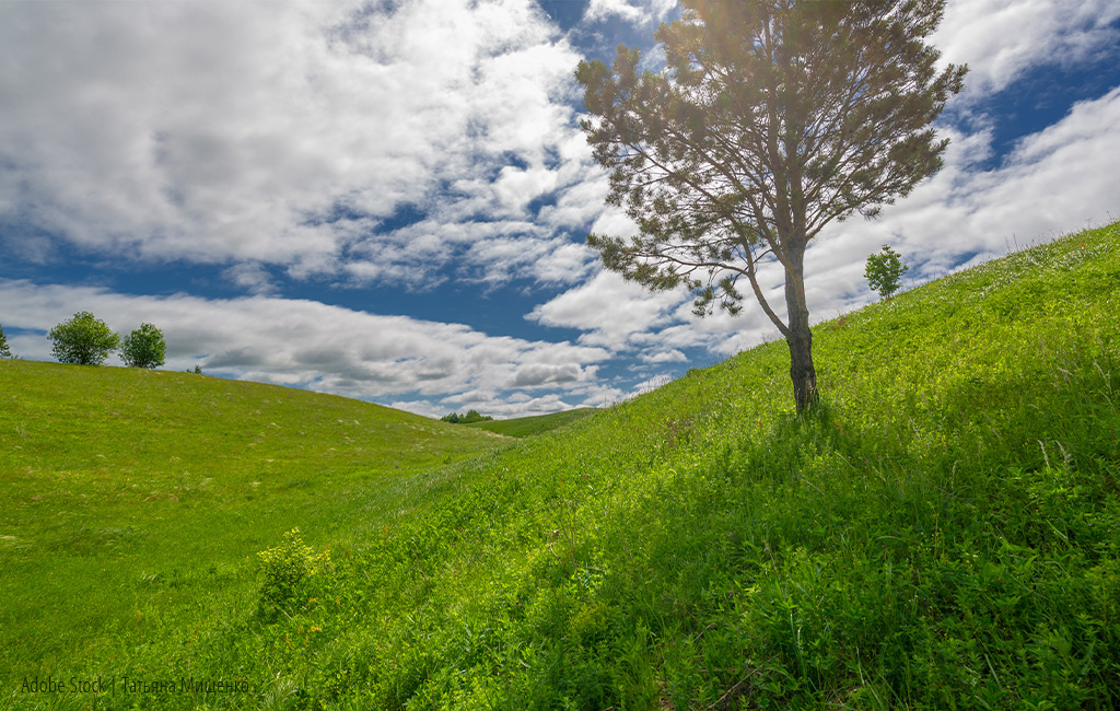 Eine grüne, hügelige Wiese unter einem teils bewölkten Himmel mit vereinzelten Bäumen, darunter ein großer Baum im Vordergrund.