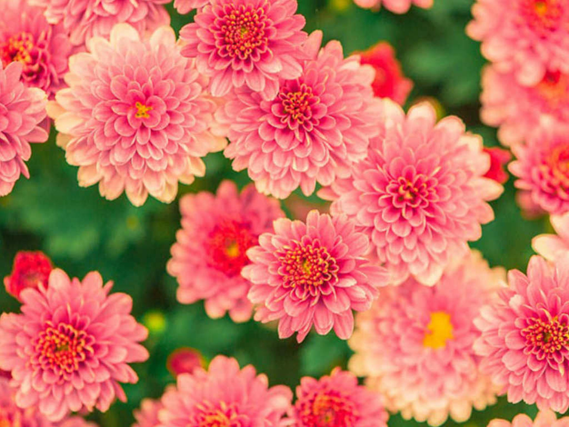 Pink summer flowers