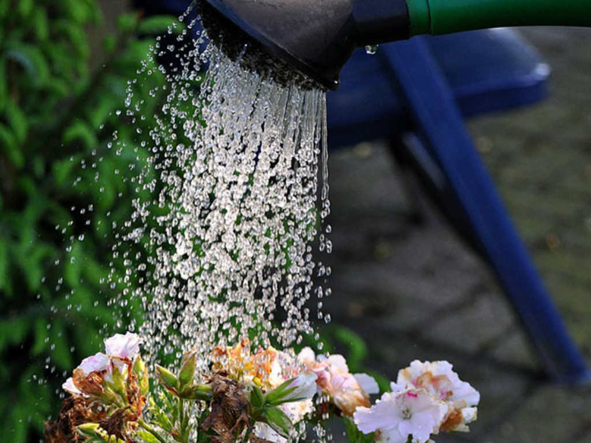 A watering can watering pink flowers