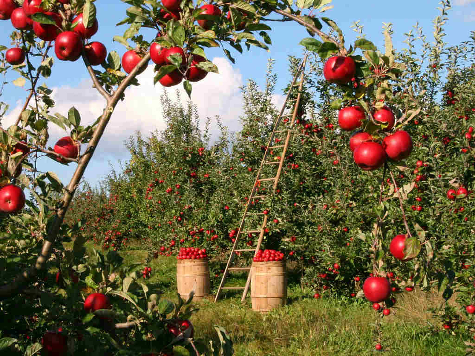 A big garden with lots of apples, which need to be harvested.