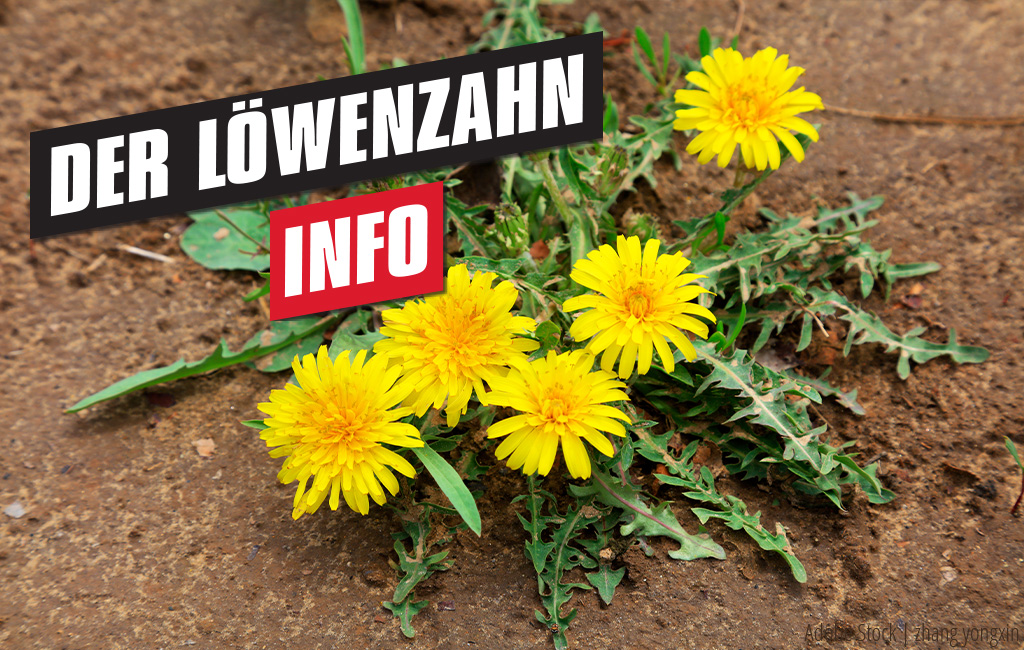 Gelber Löwenzahn, der aus dem Boden wächst. Text im Vordergrund: Löwenzahn - Info