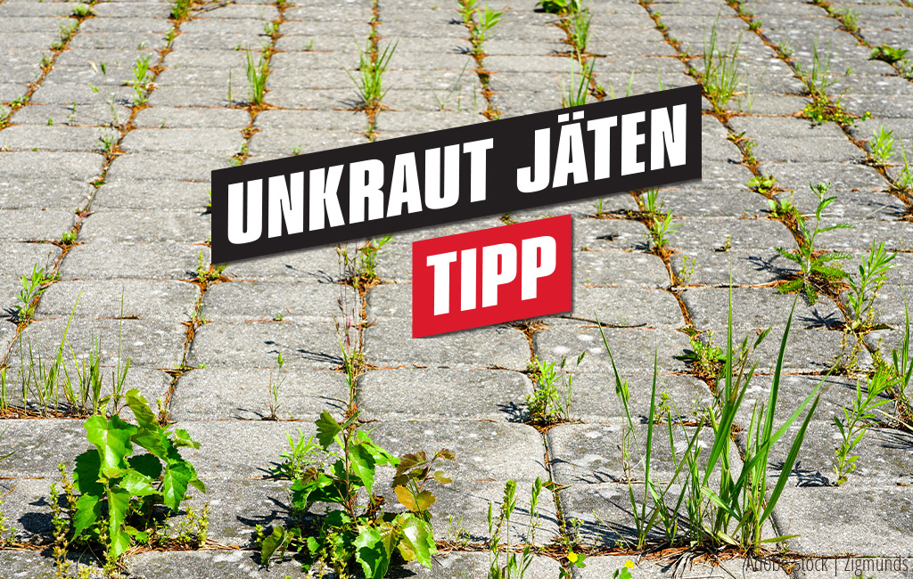 Unkraut wächst aus Fugen zwischen Pflastersteinen | Text: Unkraut jäten - Tipp