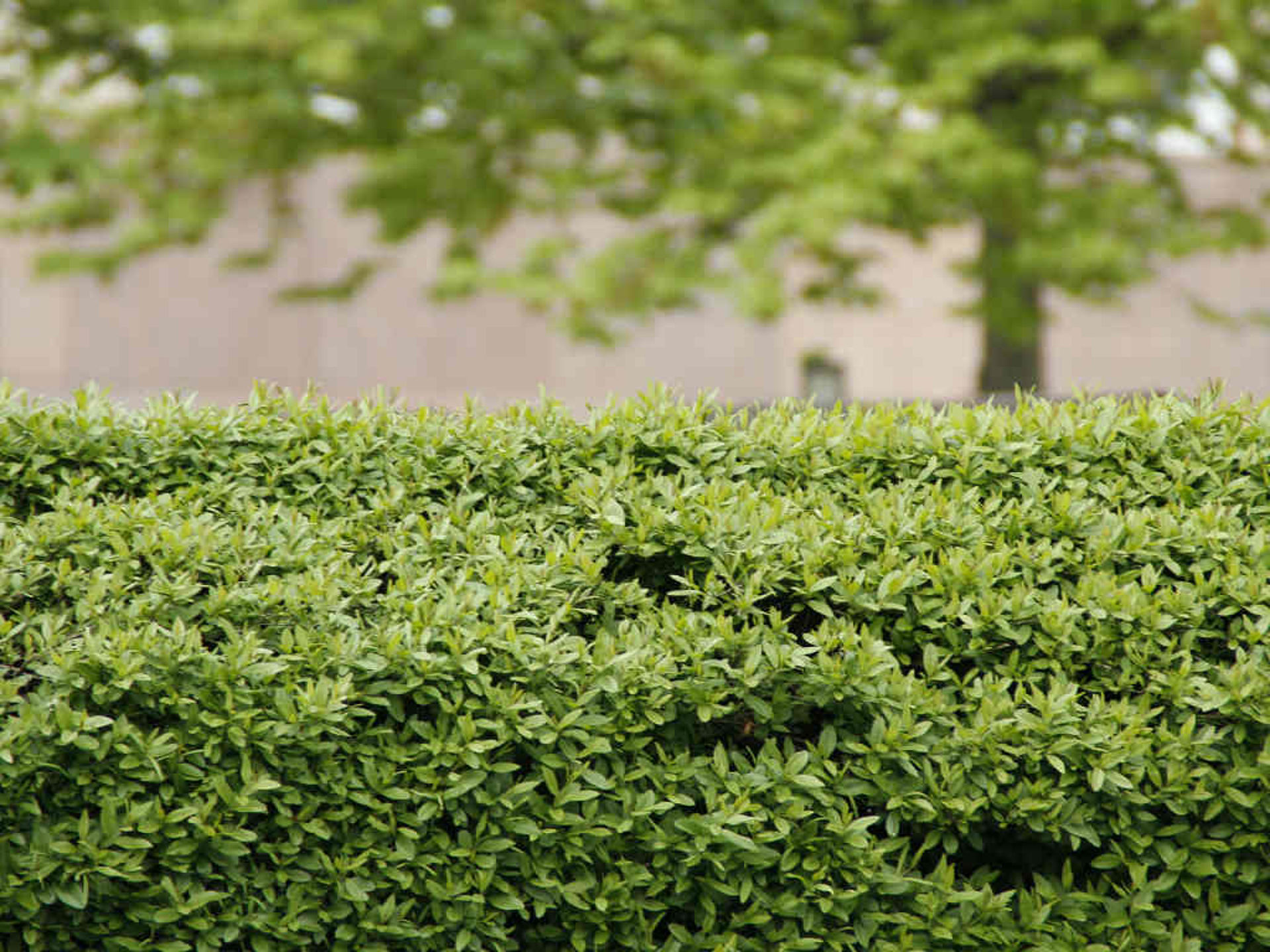 straight cut hedge