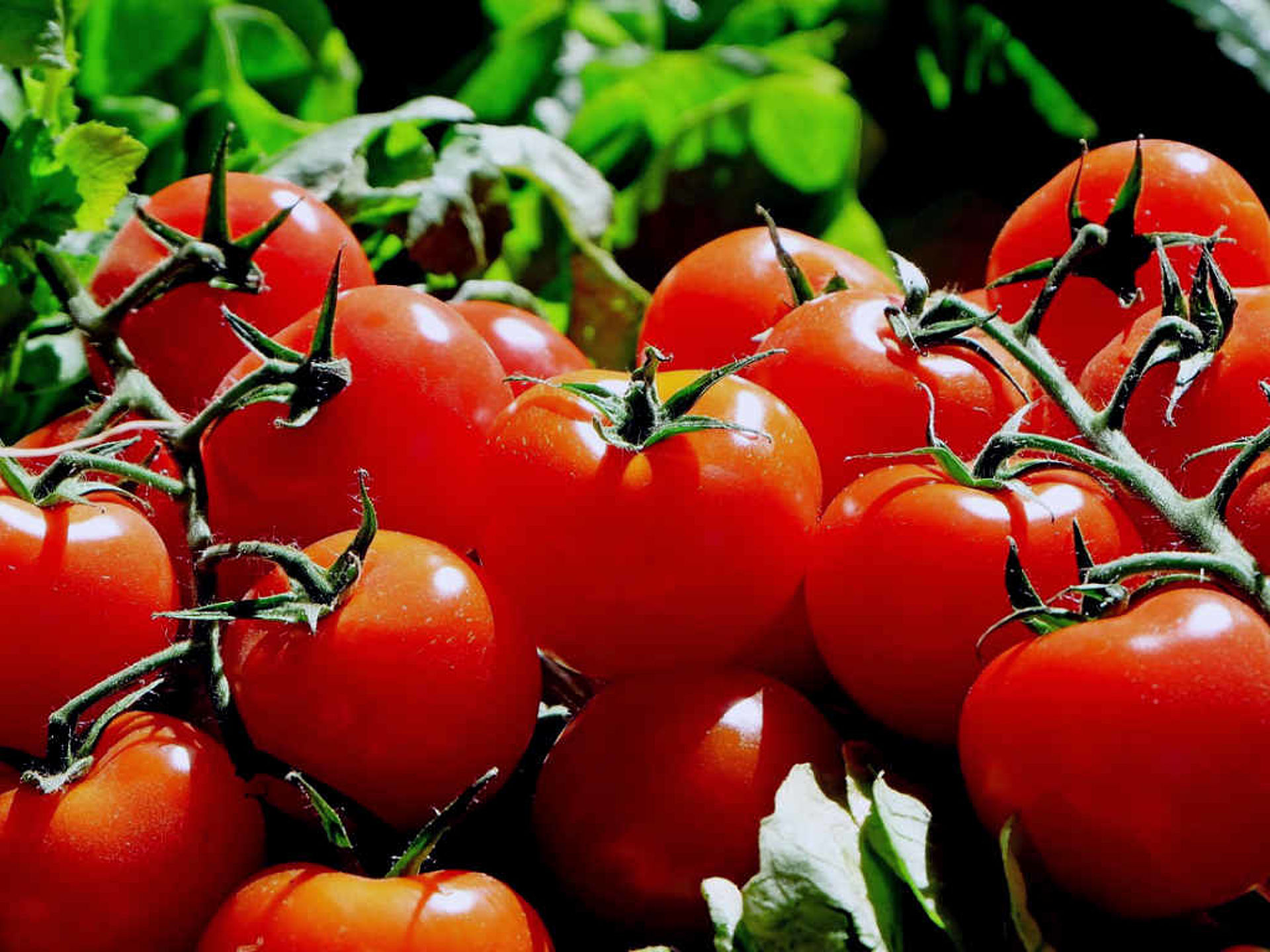 many fresh tomatoes