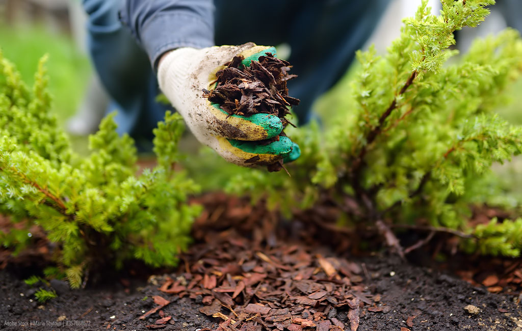 Someone preparing the garden for winter. 