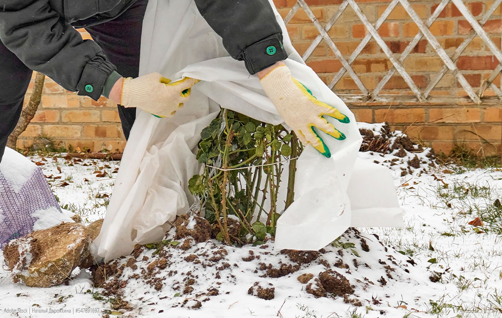 Eine Person bedeckt eine Pflanze im Garten mit einem Schutzvlies, um sie vor Frost im Winter zu schützen.