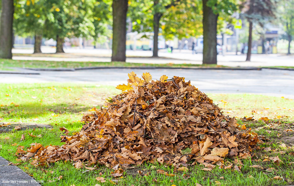 Ein großer Haufen trockener Herbstblätter liegt auf einer Wiese in einem Park, umgeben von Bäumen.