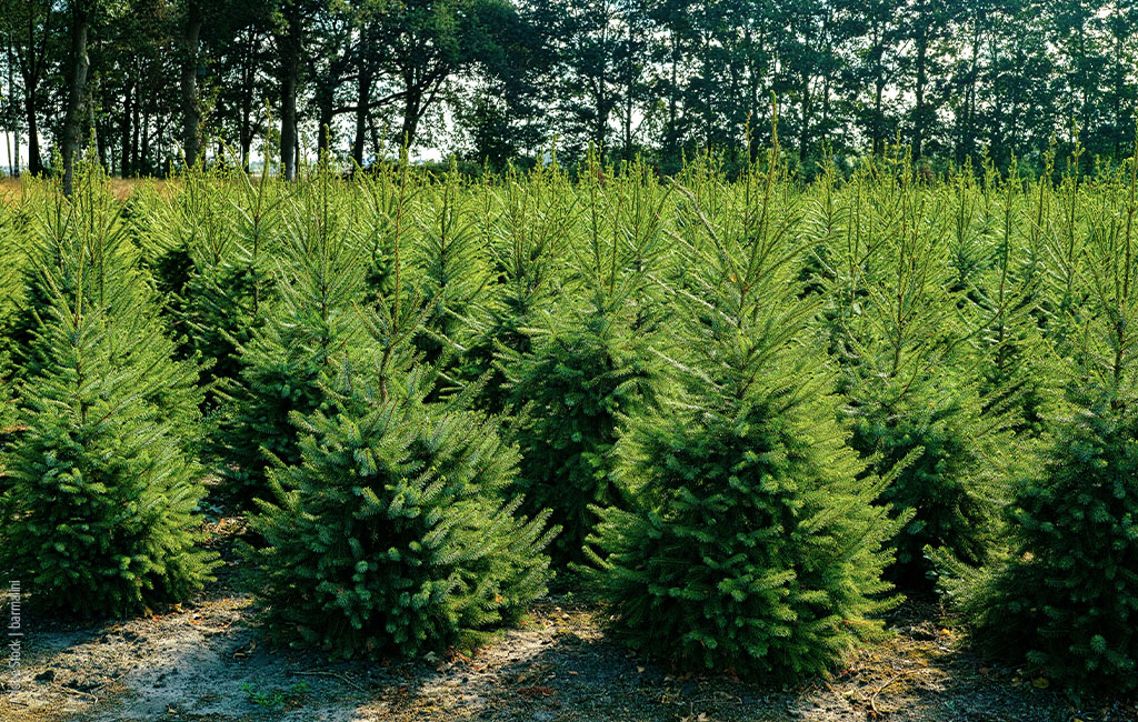 Many fir trees in a forest or on a Christmas tree plantation