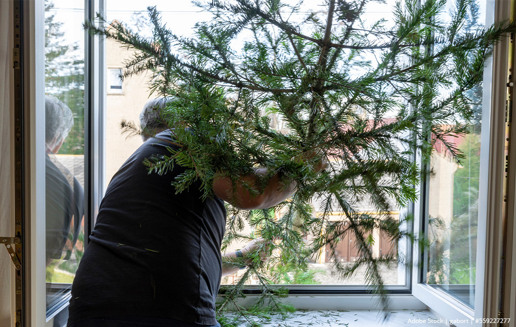 Eine Person schiebt einen großen Tannenzweig durch ein geöffnetes Fenster nach draußen.