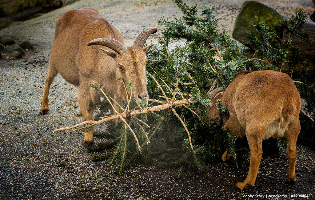 Two goats are eating from a discarded Christmas tree in a yard or animal enclosure.