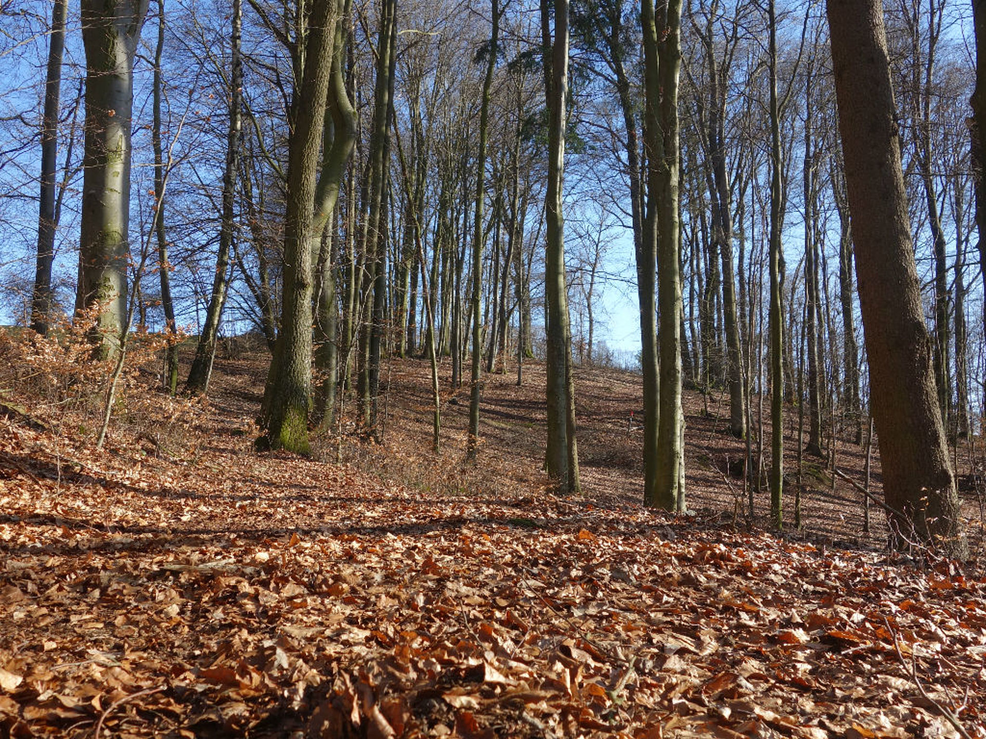 much foliage on the ground in the forest