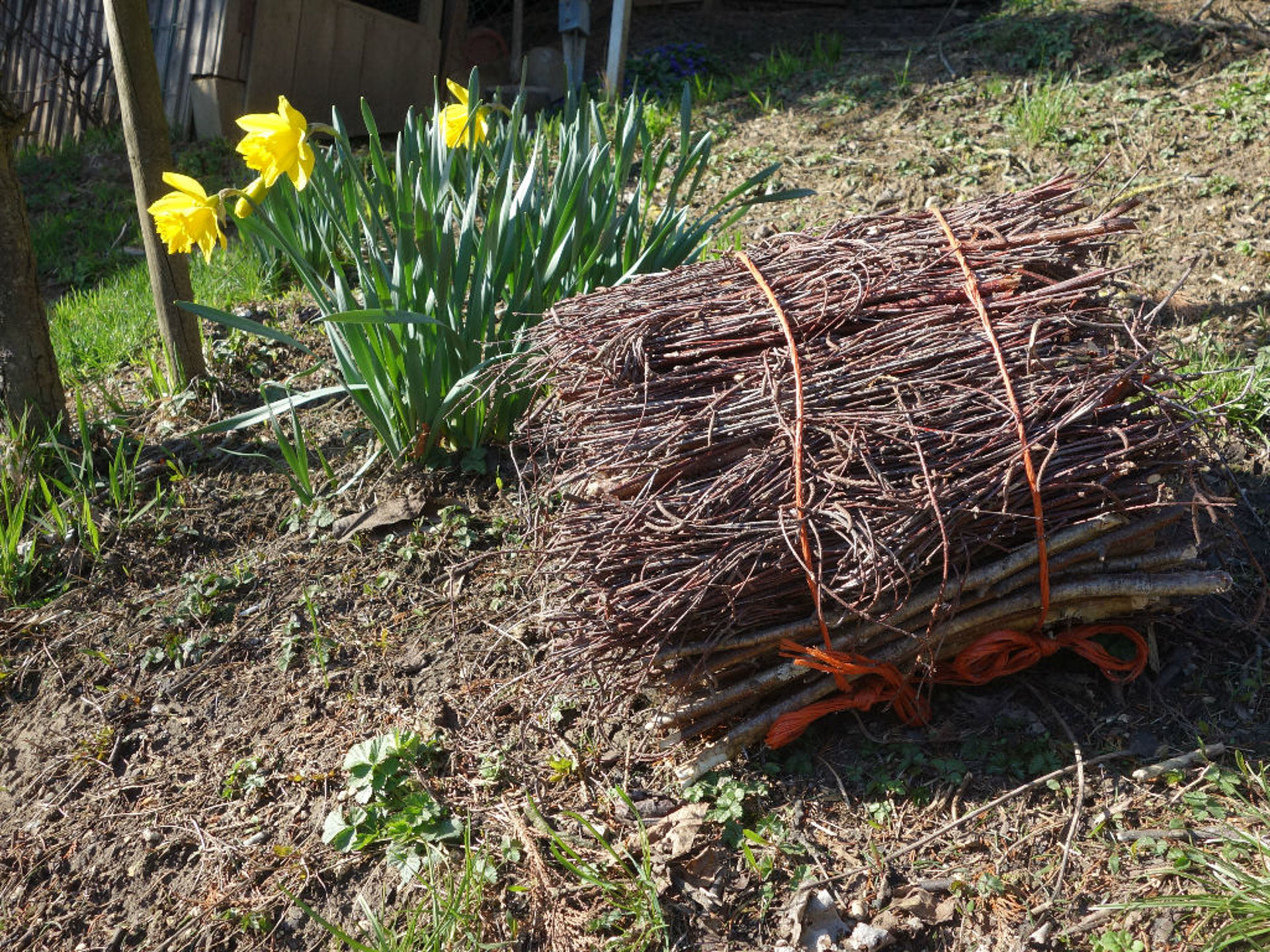 wood bundles from small branches