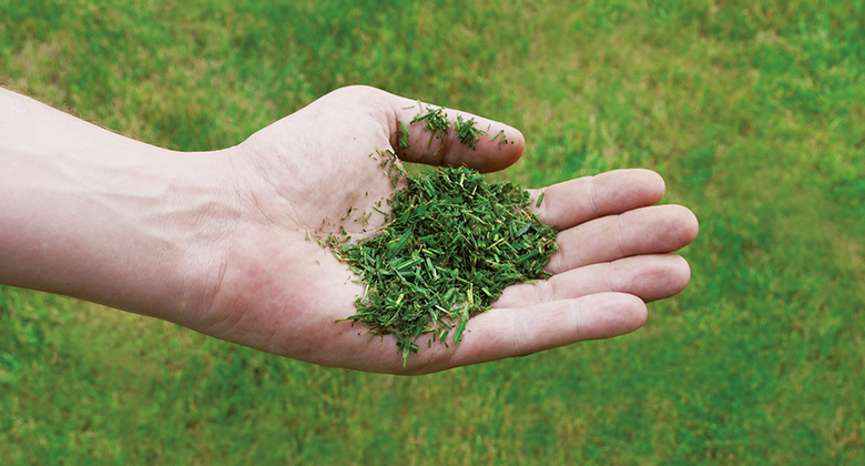 Eine Handfläche, in der gemähtes Gras zum Mulchen liegt.